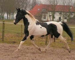 stallion King (KWPN (Royal Dutch Sporthorse), 1992, from Purioso)