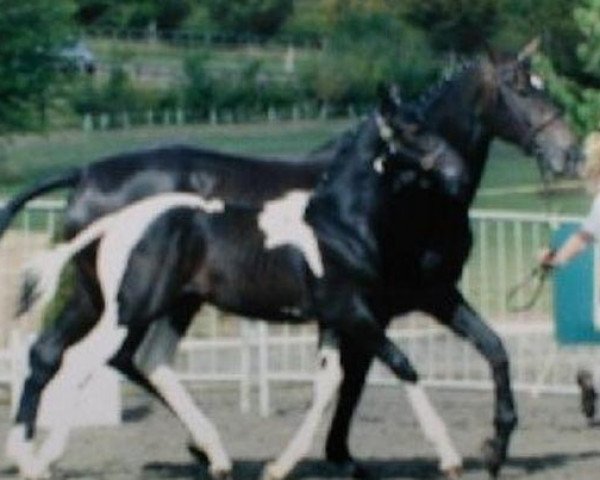 broodmare Lavish (Oldenburg,  , from Levantos I)