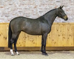 jumper Douchy D’argilla Z (Zangersheide riding horse, 2017, from Dominator 2000 Z)