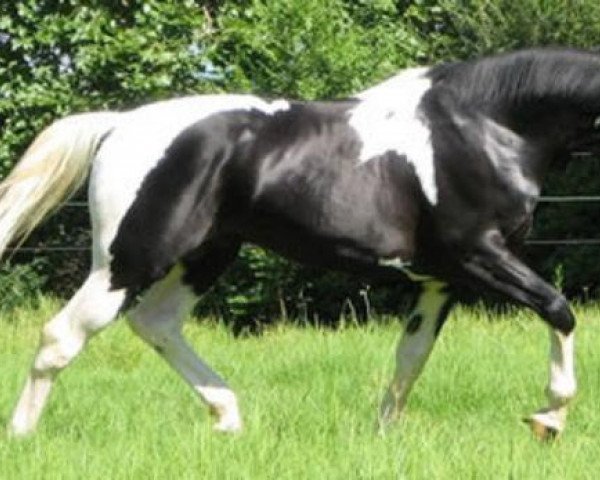 stallion Waldo (KWPN (Royal Dutch Sporthorse), 2003, from Ringo)