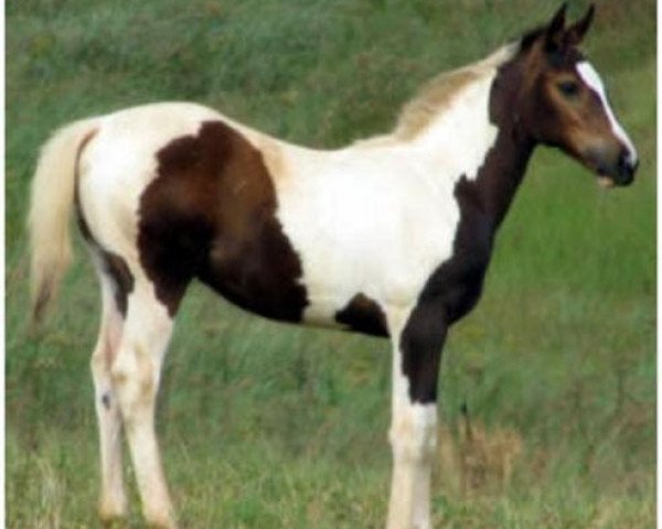 broodmare Saratoga Tiramasu (South African Warmblood, 2006, from Waldo)