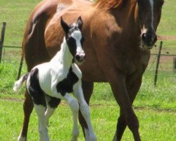 broodmare Saratoga Naughty Casey xx (Thoroughbred,  , from Our Casey's Boy xx)