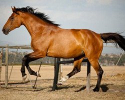 broodmare Victorian Dawn (KWPN (Royal Dutch Sporthorse), 2002, from Dageraad)