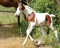 dressage horse Far Hills Pintado Sapphire (Roan Warmblood, 2013, from Special Effects)