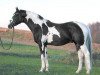stallion Sempatico M (German Warmblood, 1999, from Semper)