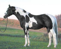 stallion Sempatico M (German Warmblood, 1999, from Semper)