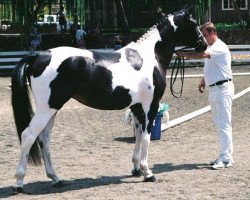 dressage horse Serenity SWF (Oldenburg, 2005, from Sempatico M)