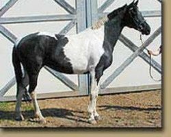 broodmare Abracadabra (Oldenburg, 1995, from Art Deco)