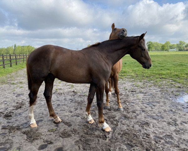 Springpferd Karzann d’Argilla Z (Zangersheide Reitpferd, 2019, von Kannan)