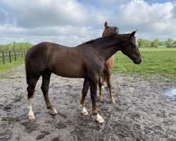 Springpferd Karzann d’Argilla Z (Zangersheide Reitpferd, 2019, von Kannan)