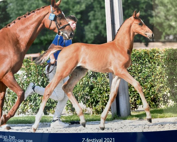 jumper Attila d’Argilla Z (Zangersheide riding horse, 2021, from Amadeo van 't Vossenhof Z)