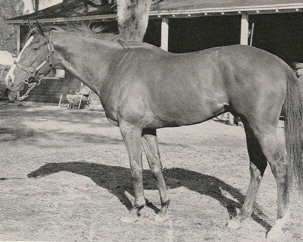 stallion Misty Flight xx (Thoroughbred, 1955, from Princequillo xx)