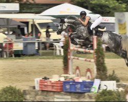 jumper Sacaba Tholix (Oldenburg show jumper, 2013, from Stolzenberg)