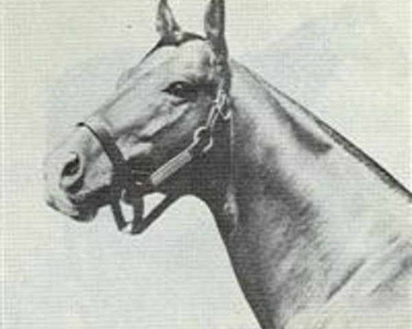 Pferd Nantallah xx (Englisches Vollblut, 1953, von Nasrullah xx)