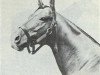 stallion Nantallah xx (Thoroughbred, 1953, from Nasrullah xx)