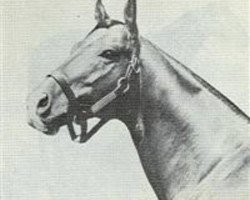 stallion Nantallah xx (Thoroughbred, 1953, from Nasrullah xx)