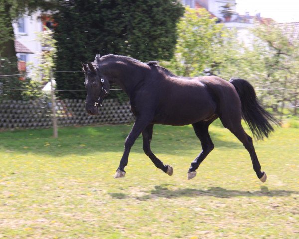 Dressurpferd Charlie L (Hessisches Warmblut, 1992, von Feinbrand)