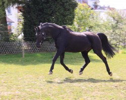 dressage horse Charlie L (Hessian Warmblood, 1992, from Feinbrand)