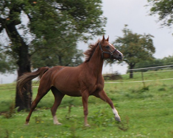 Zuchtstute Daria-Diana (Hannoveraner, 2003, von Don Vino)