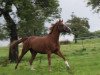 broodmare Daria-Diana (Hanoverian, 2003, from Don Vino)