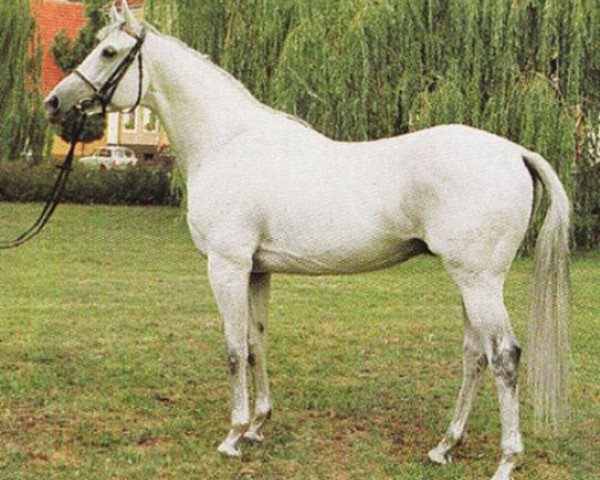stallion Sandor xx (Thoroughbred, 1982, from Carolus xx)