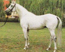 stallion Sandor xx (Thoroughbred, 1982, from Carolus xx)