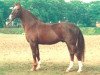 stallion Wendland II (Hanoverian, 1975, from Wendekreis)
