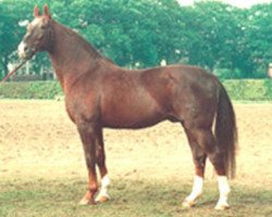 stallion Wendland II (Hanoverian, 1975, from Wendekreis)