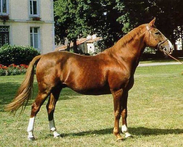 stallion Hidalgo de Riou (Selle Français, 1973, from Uriel)