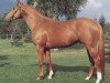 stallion Prolog (Hessian Warmblood, 1984, from Präfectus xx)