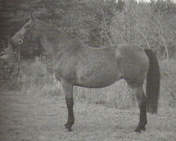 Zuchtstute Amalva (Holsteiner, 1986, von Aloube Z)