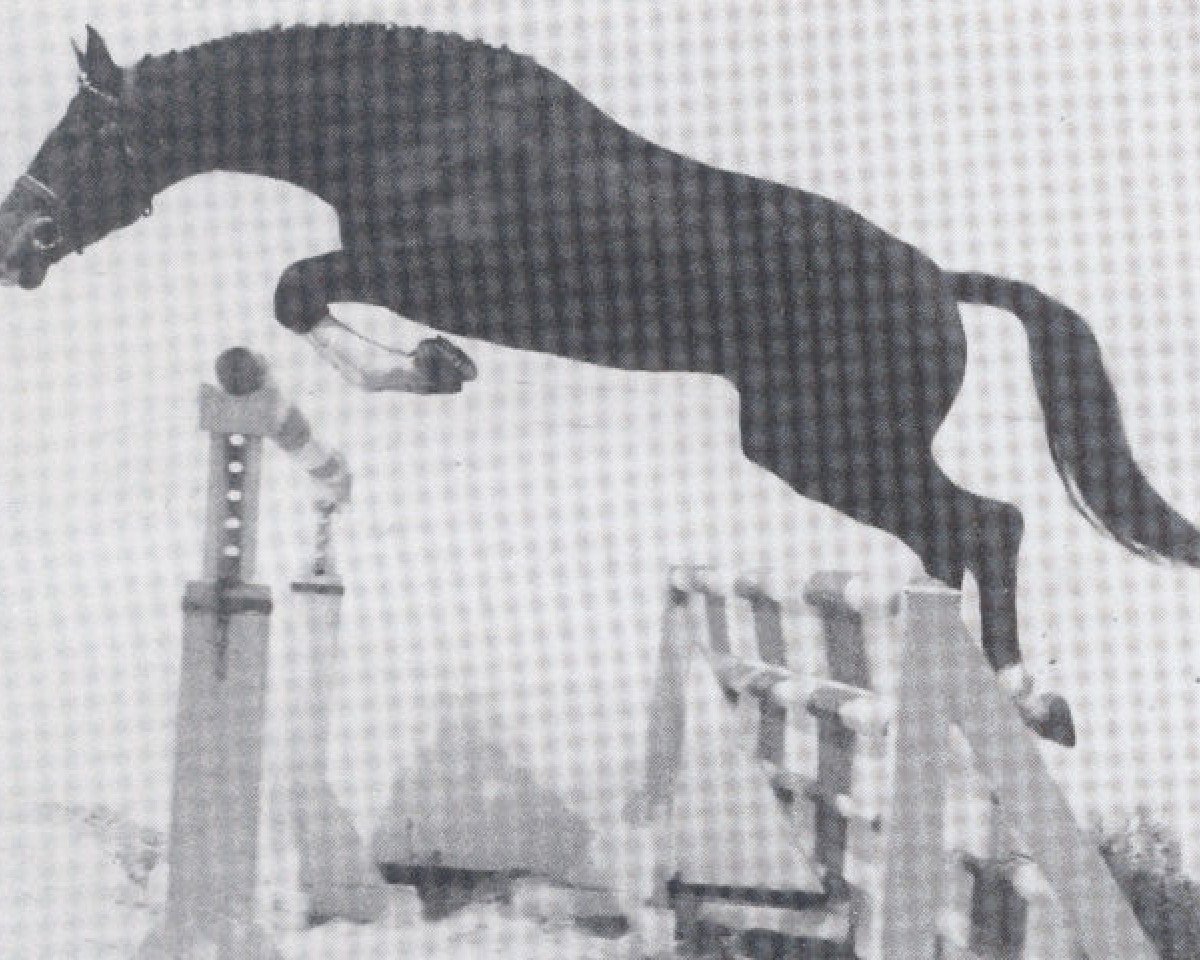 Deckhengst Ramiro As (Oldenburger, 1981, von Ramiro Z)