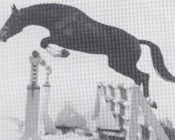 stallion Ramiro As (Oldenburg, 1981, from Ramiro Z)