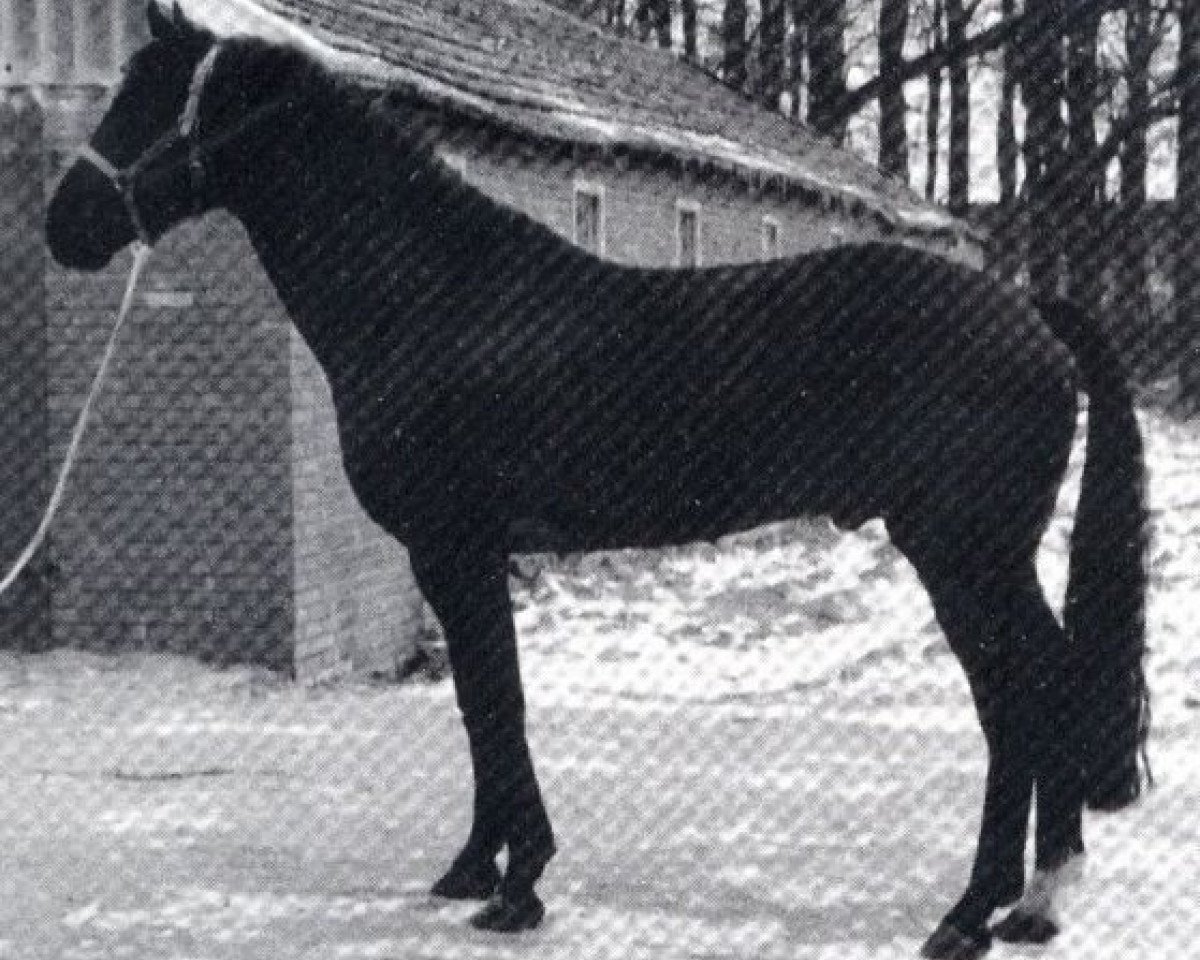 Deckhengst Ehrenfels P.B. (Hannoveraner, 1965, von Ebenfalls II)