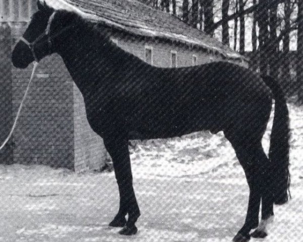 stallion Ehrenfels P.B. (Hanoverian, 1965, from Ebenfalls II)