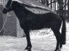stallion Ehrenfels P.B. (Hanoverian, 1965, from Ebenfalls II)