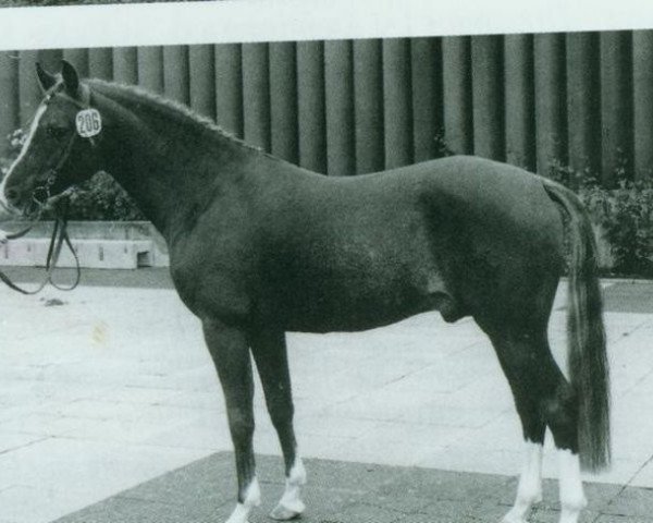 stallion Dschingis-Khan (German Riding Pony, 1976, from Dschinn ox)