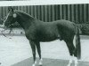 stallion Dschingis-Khan (Westphalian, 1976, from Dschinn ox)