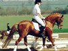 stallion Dancer (German Riding Pony, 1983, from Dandy)