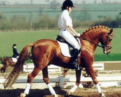 stallion Dancer (German Riding Pony, 1983, from Dandy)