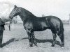 stallion Galvani (Holsteiner, 1953, from Gaugraf)