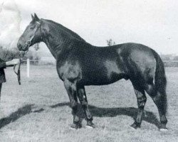 Deckhengst Galvani (Holsteiner, 1953, von Gaugraf)