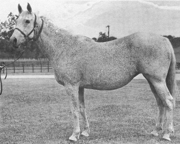 broodmare Grey Flight xx (Thoroughbred, 1945, from Mahmoud xx)