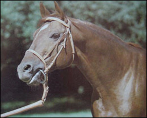 stallion Settlement Day xx (Thoroughbred, 1977, from Buckpasser xx)