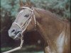 stallion Settlement Day xx (Thoroughbred, 1977, from Buckpasser xx)