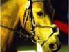 Springpferd Golden Boy 148 (Deutsches Reitpony, 2002, von FS Golden Highlight)