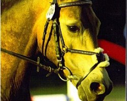 Springpferd Golden Boy 148 (Deutsches Reitpony, 2002, von FS Golden Highlight)