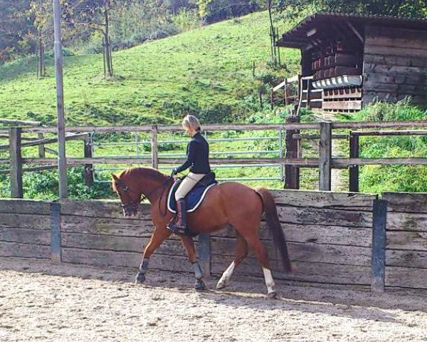 Pferd Saluti 5 (Freiberger, 2006, von Neckar)