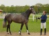 broodmare Outerlimits (Holsteiner, 1999, from Carolus I)