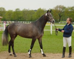 broodmare Outerlimits (Holsteiner, 1999, from Carolus I)